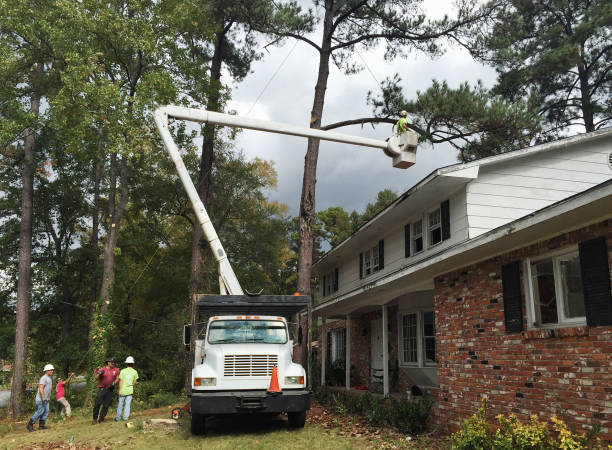Best Stump Grinding and Removal  in Vinings, GA