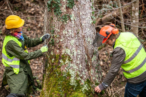 Best Tree Removal  in Vinings, GA