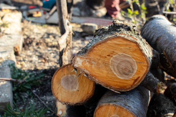 Best Arborist Consultation Services  in Vinings, GA