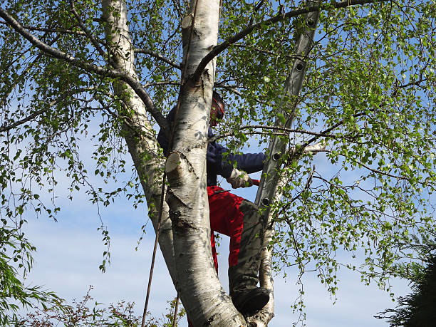 Professional Tree Care in Vinings, GA