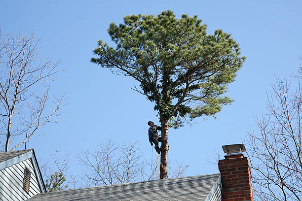 Best Lawn Pest Prevention  in Vinings, GA